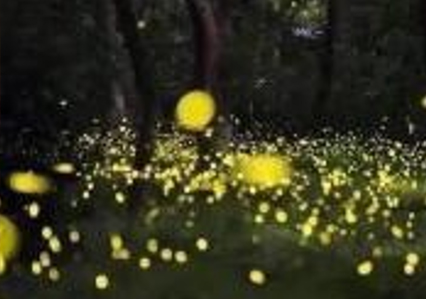 2020年【宁波植物园光影节】